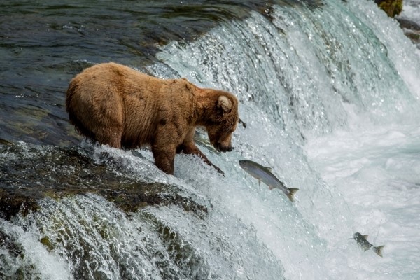 brown bear sat Katmai National Park