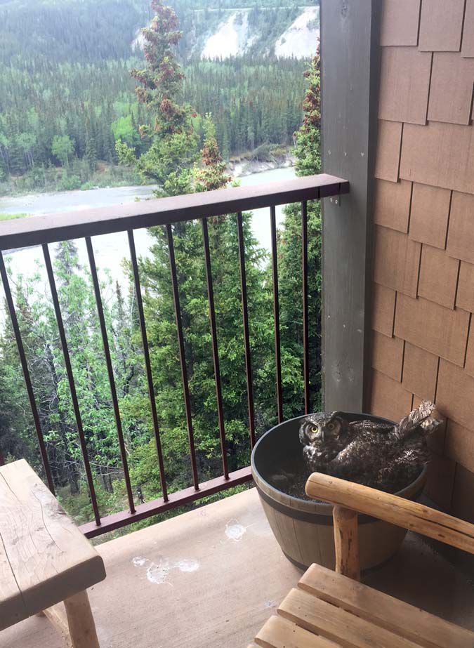 Owls at Denali Princess Wilderness Lodge